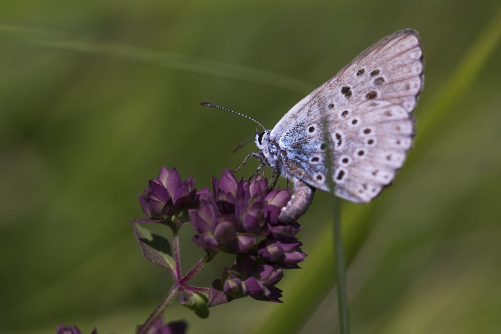 Maculinea arion